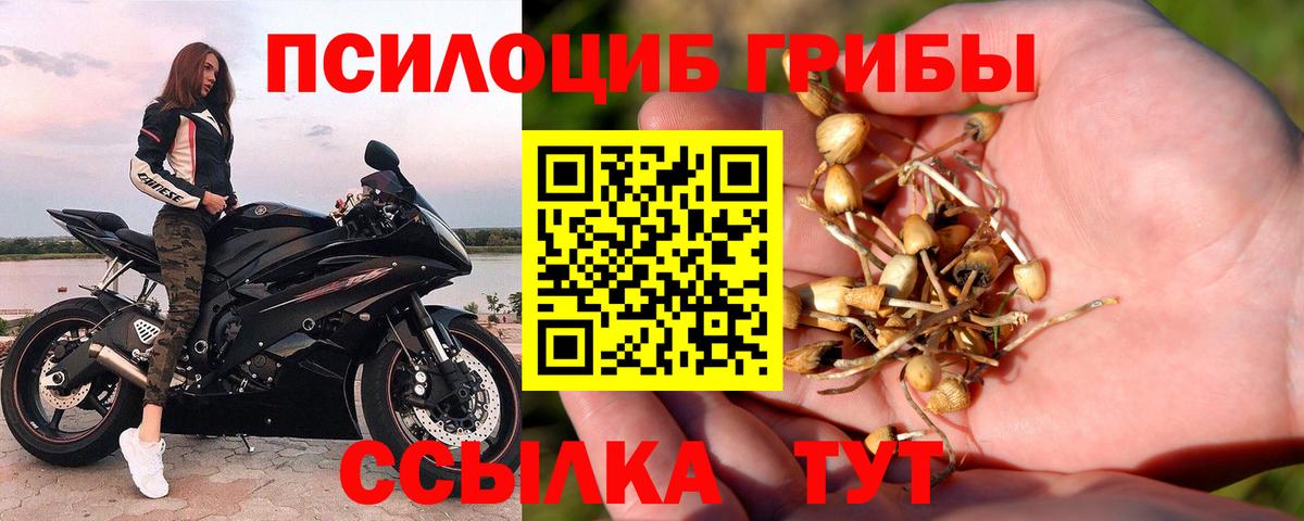 Псилоцибиновые грибы Psilocybine cubensis Острогожск